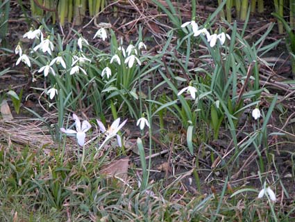Schneegloeckchen