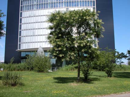 Schnurbaum1