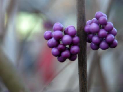 Schoenfrucht