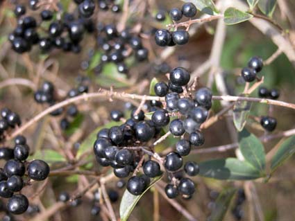 Schwarze-Perlen