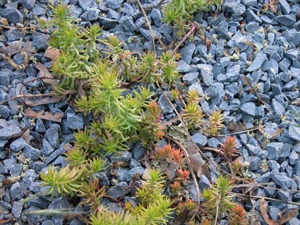 Sedum-reflexum