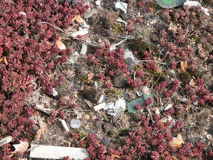 Sedum