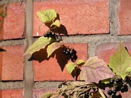 Solanum-nigrum