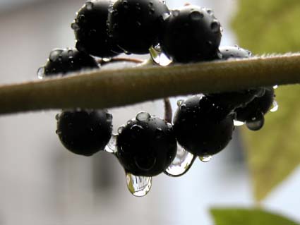 Solanum