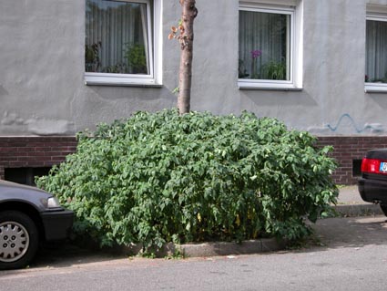 Solanum1