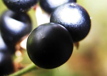 Solanum2