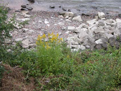 Solidago