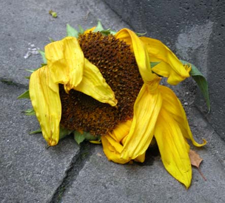 Sonnenblume