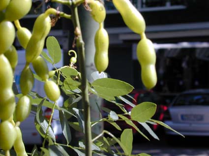 Sophora