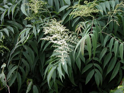 Sorbaria-2