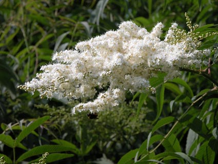 Sorbaria4