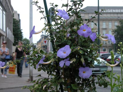 Stadtblumen