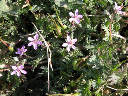 Storchschnabel