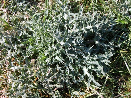 Stranddistel