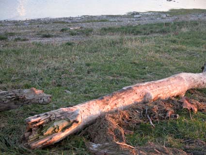 Strandgut