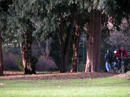 Taxus-Hofgarten