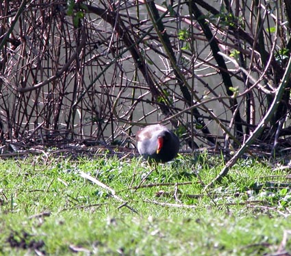 Teichhuhn