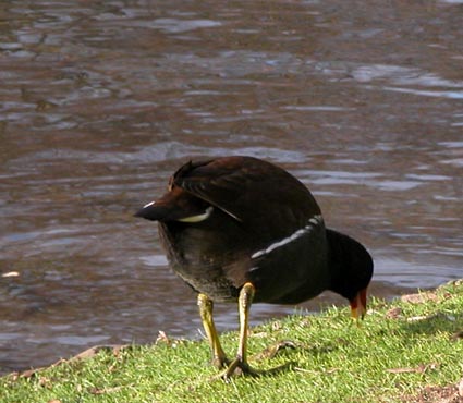 Teichhuhn1