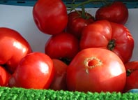 Tomaten2