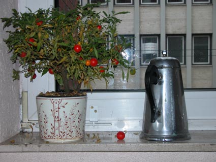 Tomatenbaum