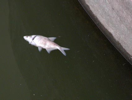 Toter-Fisch