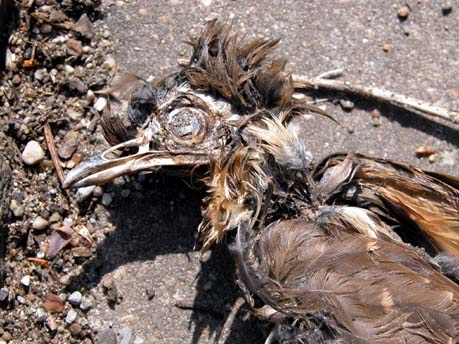 Toter-Vogel