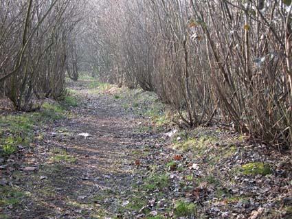 Trampelpfad