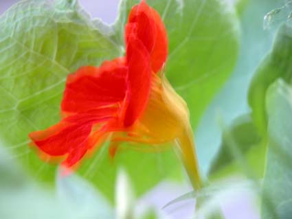 Tropaeolum