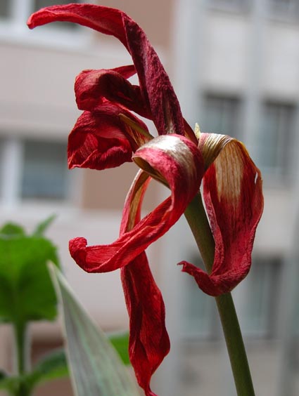 Tulpe