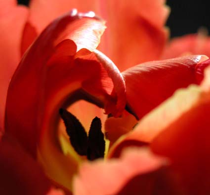 Tulpe1