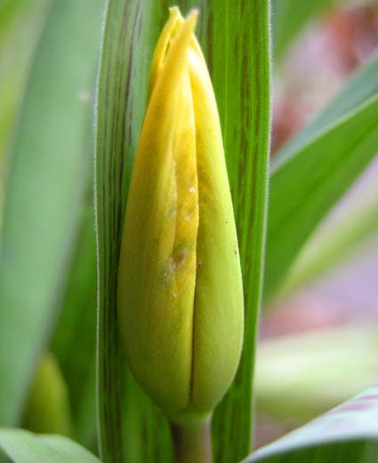 Tulpe2