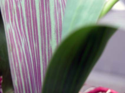 Tulpenblatt