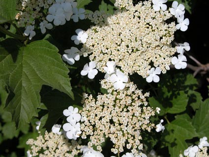 Viburnum-opulus-Mariesii
