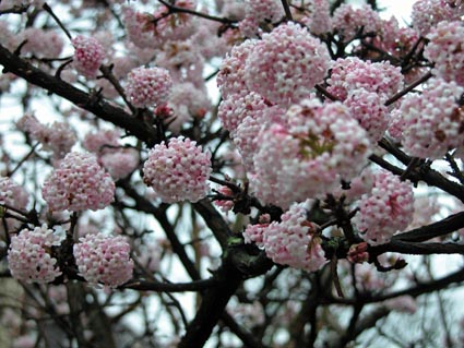 Viburnum
