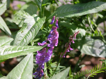 Vicia-cracca