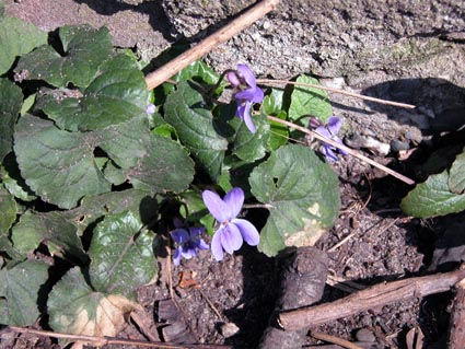 Viola-riviniana