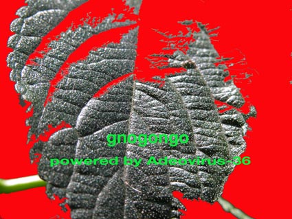 Virusbefall