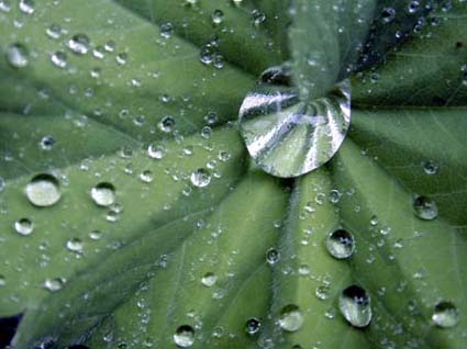 Wasserperle