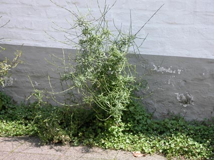 Weg-Rauke1