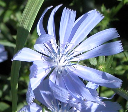 Wegwarte-Bluete