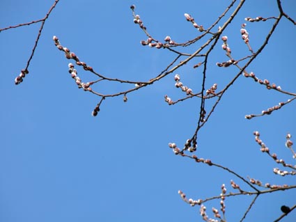 Weidenkaetzchen