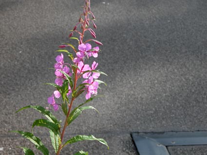 Weidenroeschen-s2