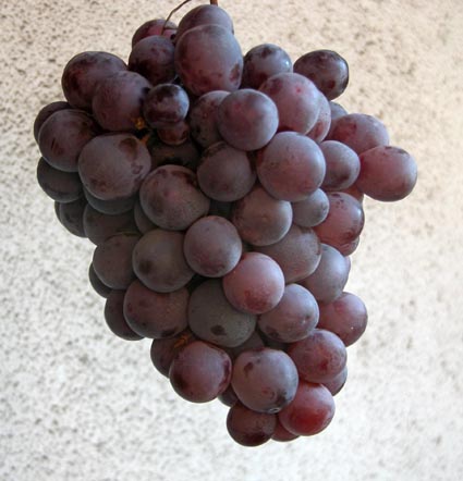 Weintraube