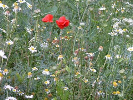 Wiese-Mohn