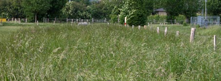 Wiese1