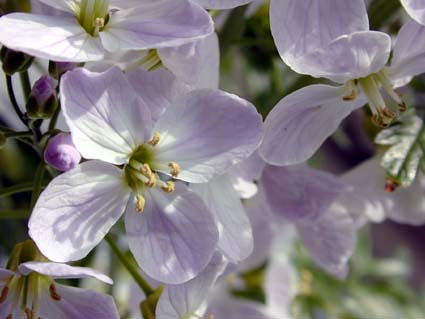 Wiesenschaumkrut