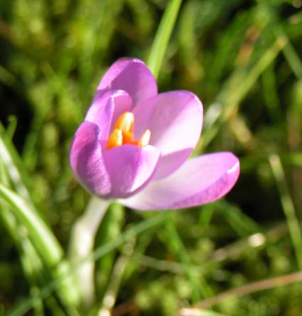 Wildcrocus