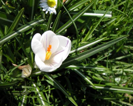 Wildcrocus1