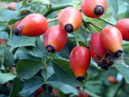 Wilde-Fruechte