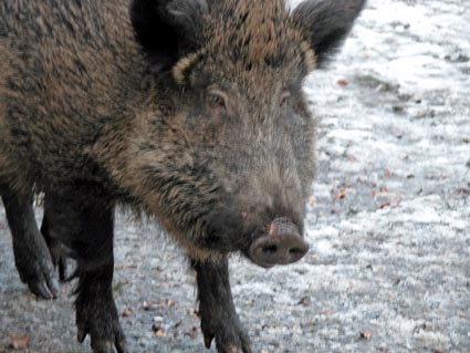 Wildschwein
